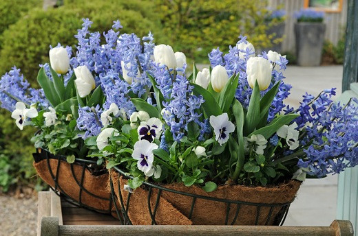 Hyacinthus Blue Festival,Tulipa 'Calgary?',Viola